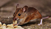 24 Hour & Emergency Exterminators in Campbellsport, WI